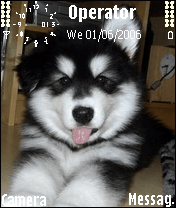 Dog dog