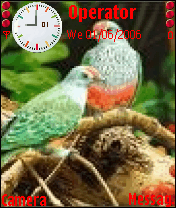 birds