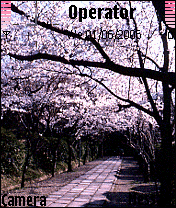 sakura