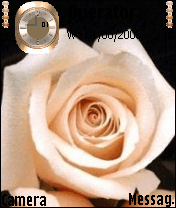 rose