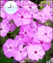 flower1