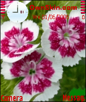 cicek