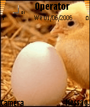 bird