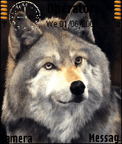 wolf