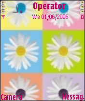 daisies