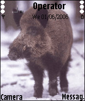 cinghiale