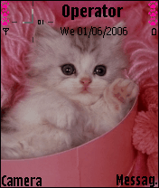 cat - love