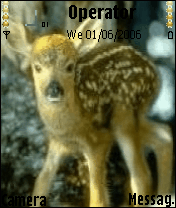animal