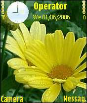 yellow flower