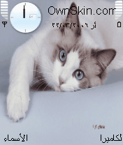 cats