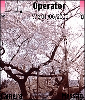 sakura