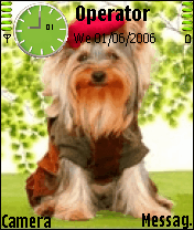 dog70