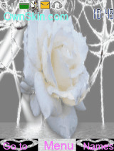 rosa