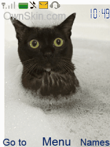 Cats