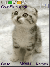 all cat kitten