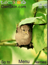 birds