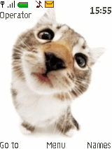 cat bear