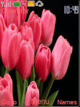 Pink Tulips