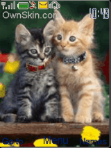 couple cats