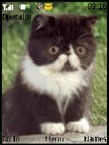 cute cats