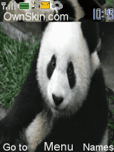 panda
