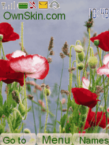 poppy