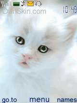 cat