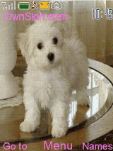 puppy