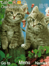 cat