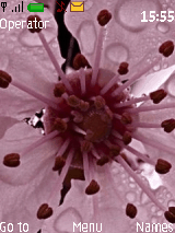Pink Petal