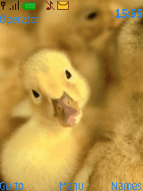 duck