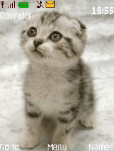 Gatto