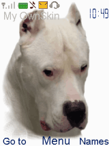 dogo argentino