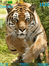 Tiger26234
