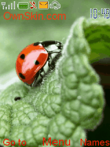 lady bug