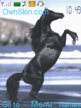 black &white horse
