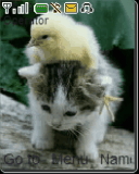 chick and cat