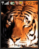 tiger