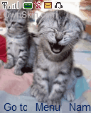 cute kitten