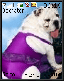 funny dog