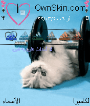 sportive cat