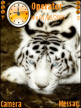 White tiger