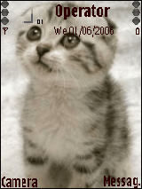 sweet cat