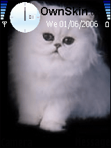 cat