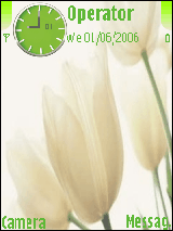 white tulpis