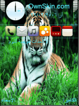 tiger