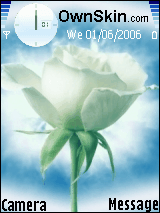 White rose