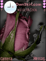 pink ros