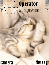 sweet kitten