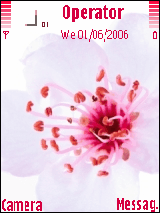 Pink Blossom